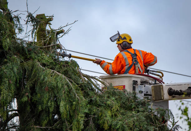 How Our Tree Care Process Works  in  Greenwood, AR